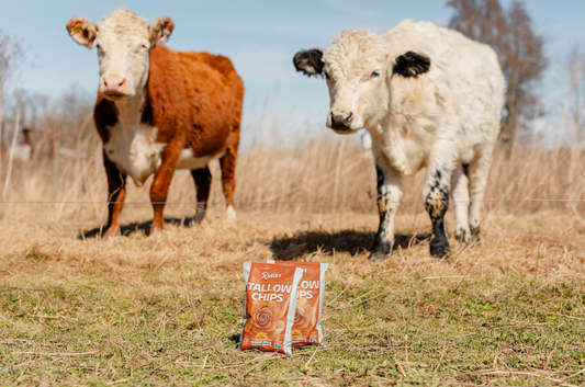 Why People Are Switching from Seed Oils to Beef Tallow