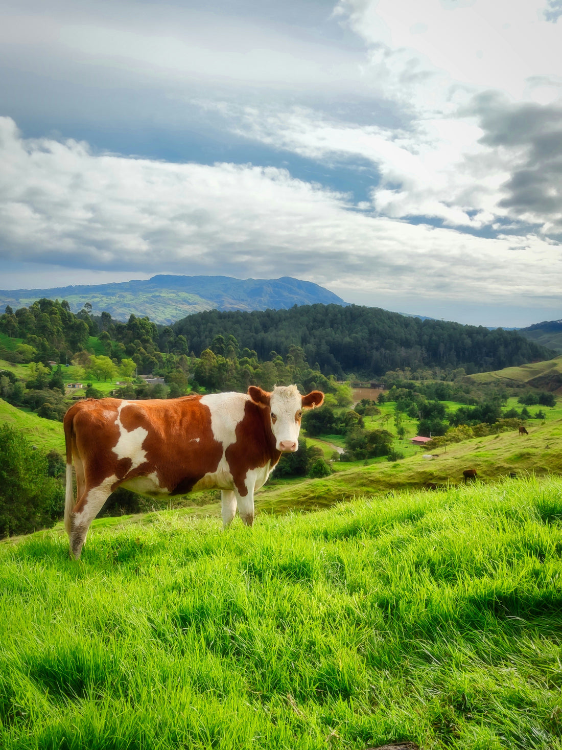 How Beef Tallow Is Made: From Pasture to Fryer