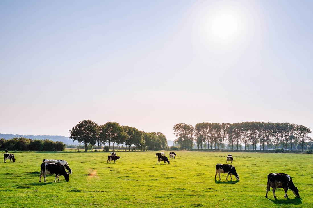 The Beef Tallow Boom: Why a Forgotten Fat Is Reshaping the Snack Aisle